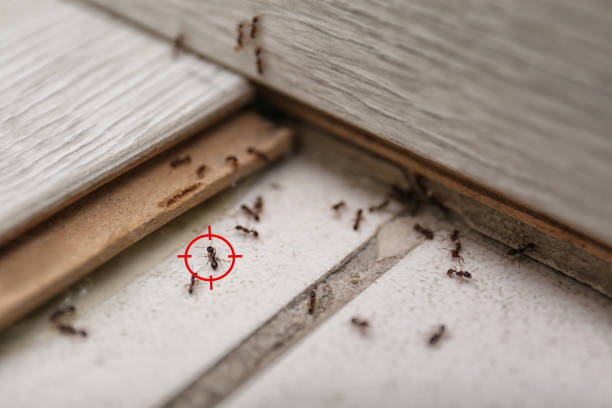 Pest Prevention Services in Lavonia, GA